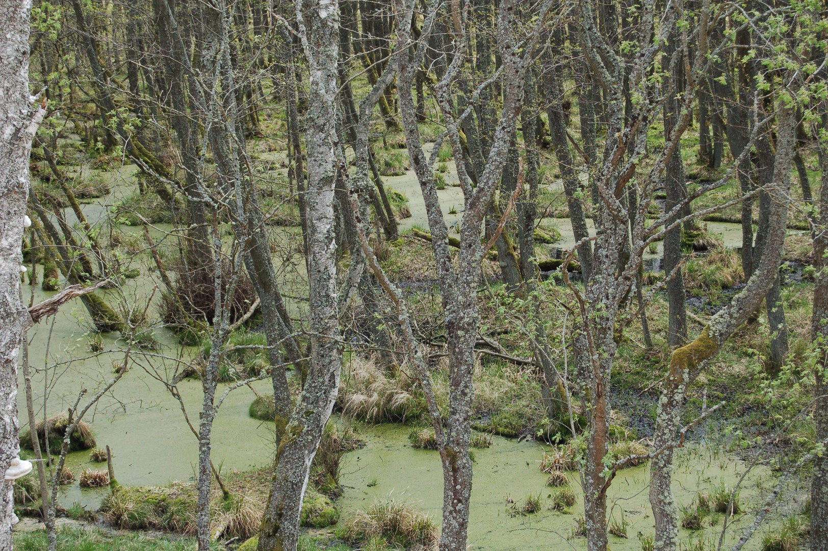 Wet forest